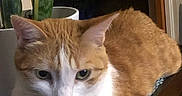 Lucy joined the competition — help win amazing prizes! cat, orange_cat, white_cat, feline, pet, animal, green_eyes, whiskers, ears, fur, loaf_position, sitting, indoor, houseplant, window, night, cozy, portrait, closeup, home