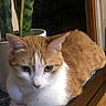 cat, orange_cat, white_cat, feline, pet, animal, green_eyes, whiskers, ears, fur, loaf_position, sitting, indoor, houseplant, window, night, cozy, portrait, closeup, home