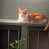 cat, orange_cat, white_cat, tabby, feline, animal, pet, lying_down, lounging, portrait, outdoor, porch, ledge, wall, wood, sunlight, shadows, plant, greenery, tail