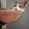 cat, orange_cat, white_cat, feline, pet, animal, face, eyes, ears, whiskers, nose, sleepy, resting, cozy, indoor, portrait, close_up, cat_tree, textured_fabric, wall