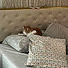cat, brown_and_white_cat, pet, animal, sleeping, lying_down, bed, bedroom, pillow, blanket, duvet, bedding, headboard, upholstery, indoor, cozy, relaxed, home, patterned_fabric, portrait