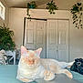 cat, bed, pillow, plant, indoor, furniture, door, purse, keys, relaxing, sleeping, home, decor, white_door, table, window, curtain, orange_cat, pet, cozy