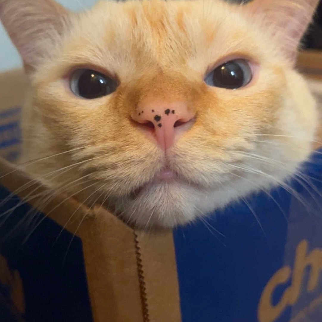 Beans joined the competition — help win amazing prizes! animal, black_spots, box, cardboard_box, cat, close_up, curious, cute, domestic_cat, eyes, face, feline, fur, head, indoor, nose, orange_cat, pet, pink_nose, whiskers