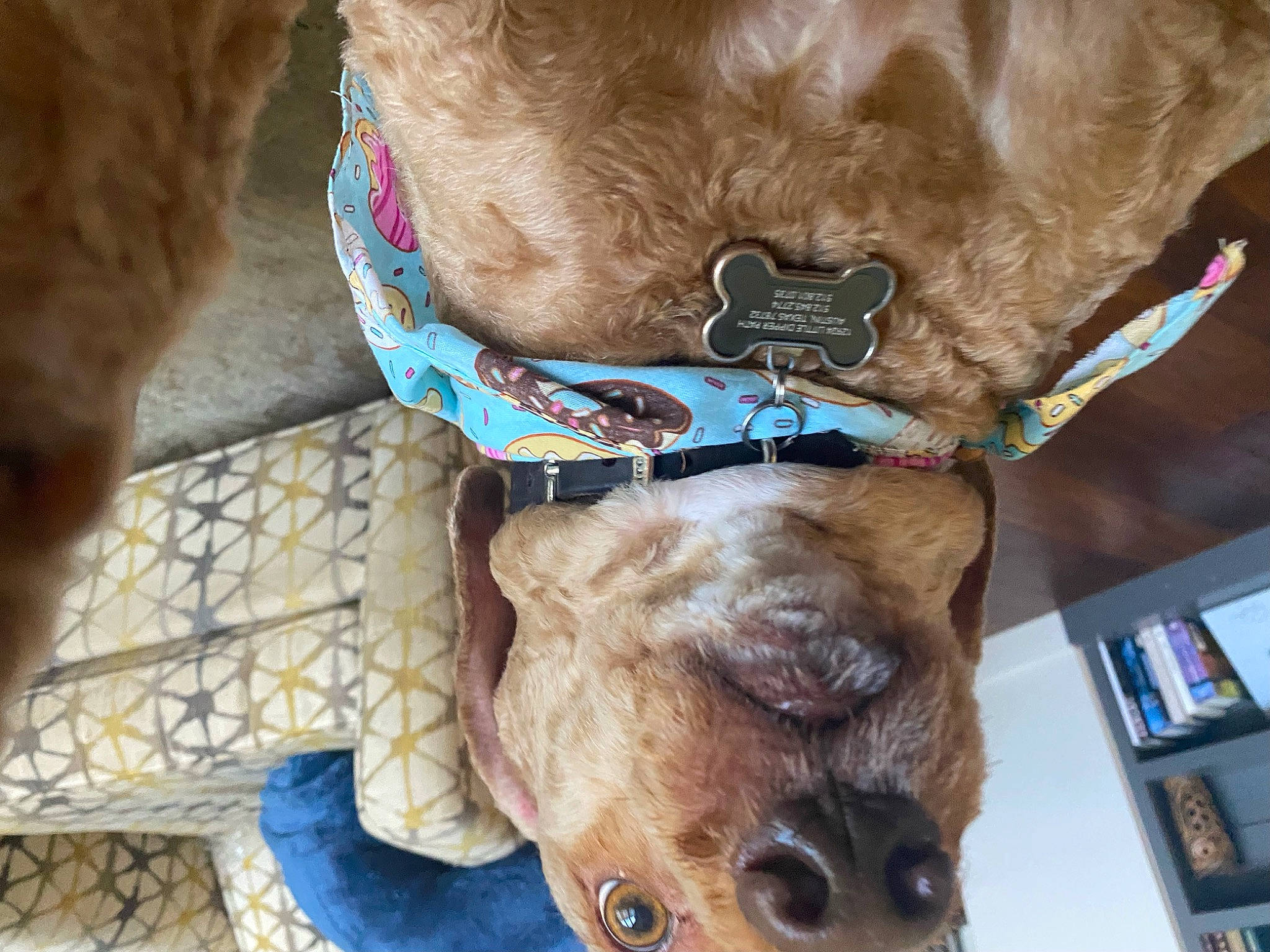 Gryffindor Paco joined the competition — help win amazing prizes! canidae, carnivore, collar, companion_dog, dog, dog_breed, dog_collar, dog_supply, ear, electric_blue, fawn, fur, leash, liver, pet_supply, snout, sporting_group, strap, working_animal, wrinkle