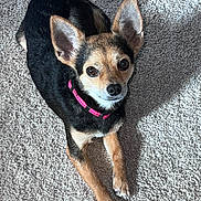 Pepper joined the competition — help win amazing prizes! dog, small_dog, pet, canine, lying_down, carpet, indoor, brown_fur, black_fur, ears, collar, looking_up, alert, cute, domestic_animal, animal, companion, friendly, fur, shadow