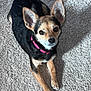 dog, small_dog, pet, canine, lying_down, carpet, indoor, brown_fur, black_fur, ears, collar, looking_up, alert, cute, domestic_animal, animal, companion, friendly, fur, shadow