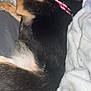 Pepper joined the competition — help win amazing prizes! dog, sleeping, collar, bed, blanket, fur, pet, resting, cozy, indoor, animal, cute, closeup, comfort, relaxation, mammal, domestic, calm, snuggled, laying
