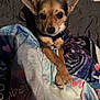 Pepper joined the competition — help win amazing prizes! dog, small_dog, blanket, bed, cozy, ears, paws, cute, pet, animal, indoor, looking_at_camera, fur, collar, sleeping_area, comfort, resting, closeup, canine, domestic