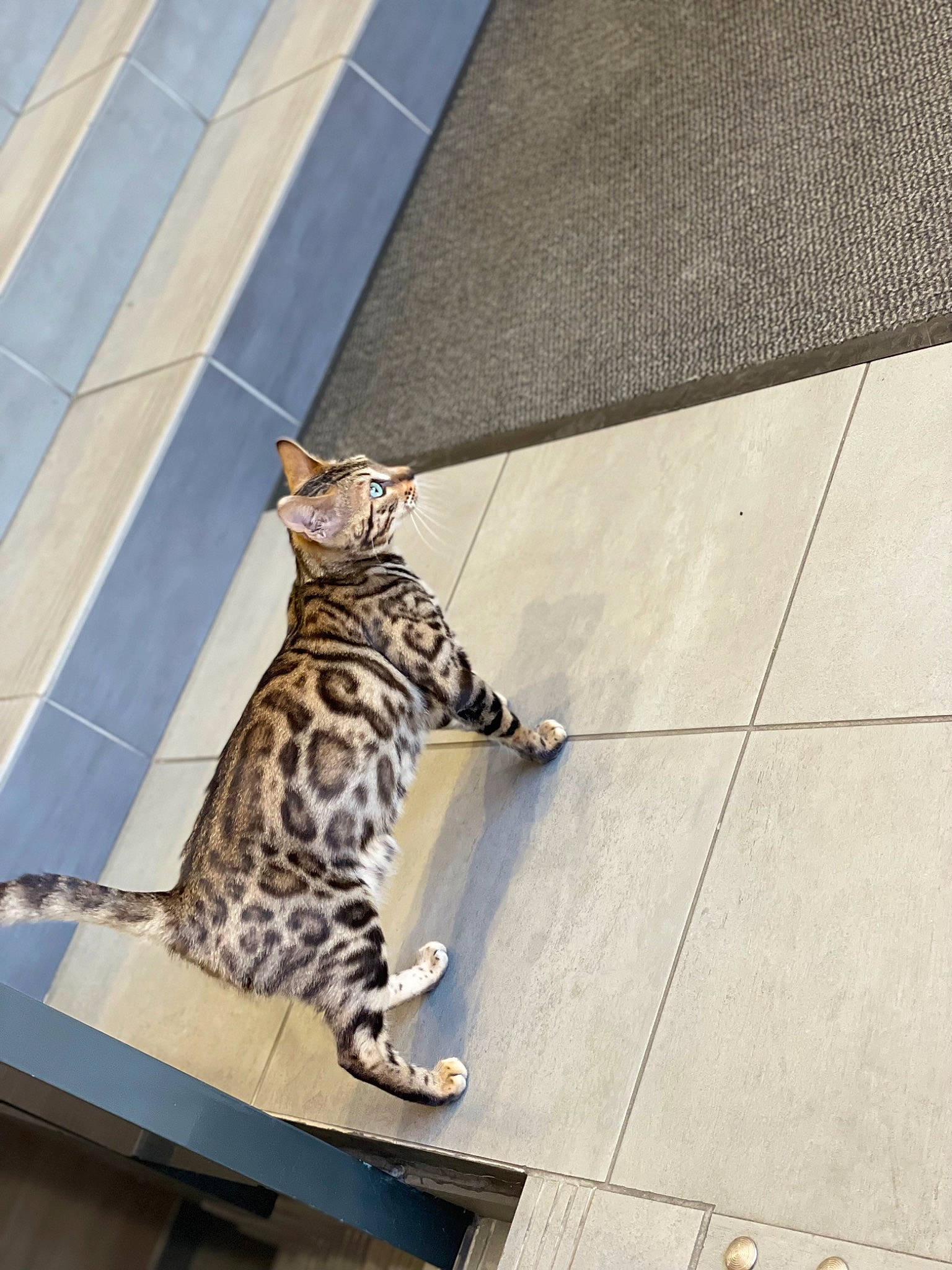 Titi participe au concours pour gagner de l'argent avec cette photo : big_cats, carnivore, cat, domestic_short_haired_cat, felidae, floor, flooring, fur, line, pattern, road_surface, sidewalk, small_to_medium_sized_cats, snout, tail, terrestrial_animal, wall, whiskers, wildlife, wood