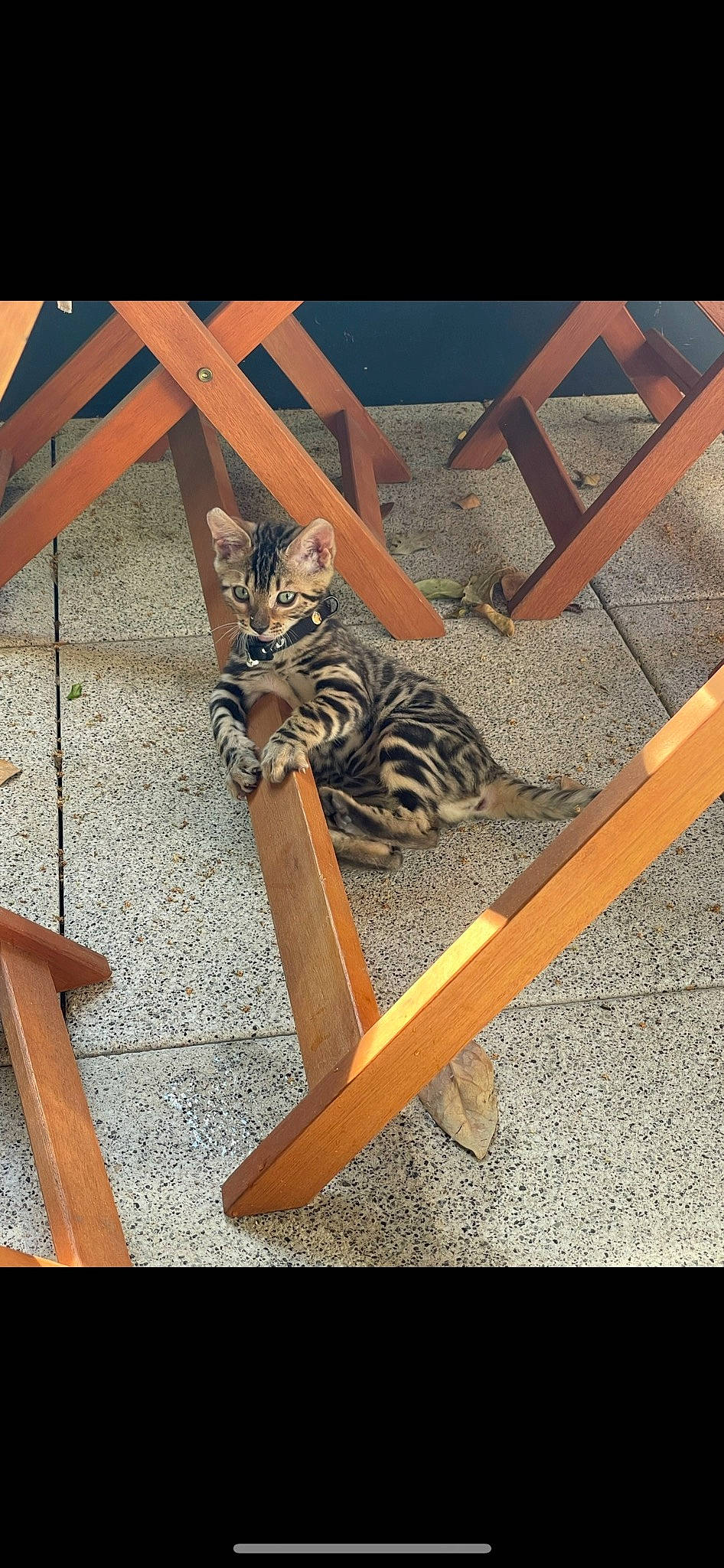 Titi a rejoint le concours — aidez-le/la à gagner de superbes lots ! carnivore, cat, comfort, domestic_short_haired_cat, fawn, felidae, flooring, fur, hardwood, metal, outdoor_furniture, pattern, rectangle, shadow, small_to_medium_sized_cats, tail, terrestrial_animal, tints_and_shades, whiskers, wood