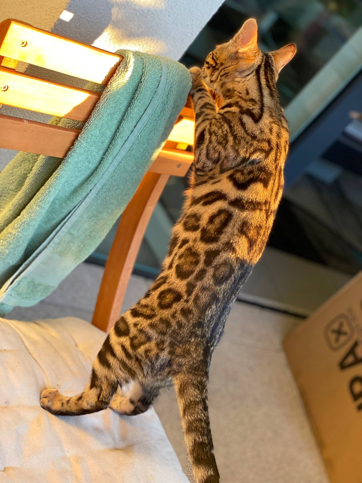 Titi participe au concours pour gagner de l'argent avec cette photo : big_cats, carnivore, cat, claw, fawn, felidae, foot, fur, giraffidae, human_body, human_leg, leg, leopard, small_to_medium_sized_cats, snout, tail, terrestrial_animal, toy, whiskers, wildlife