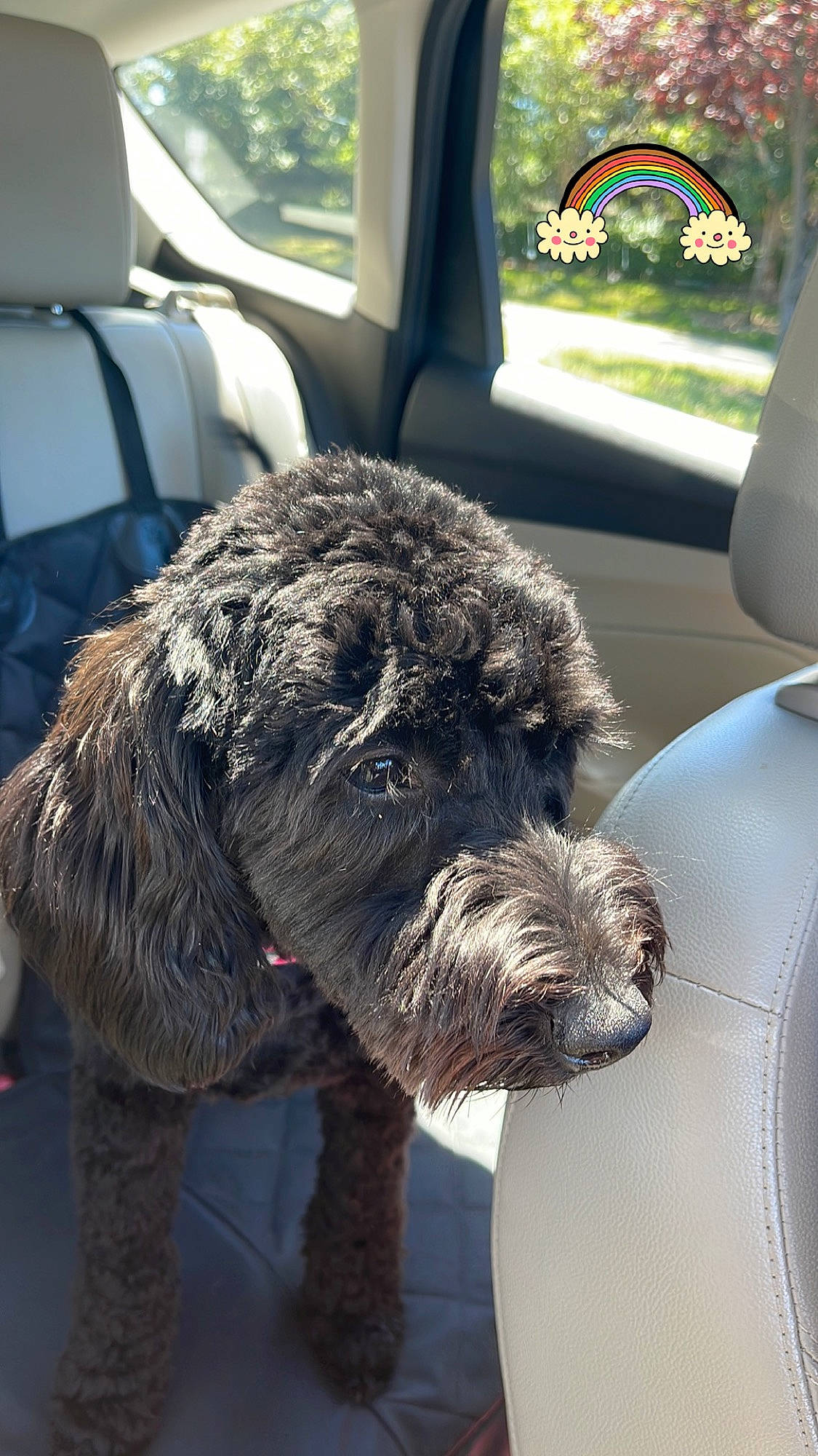 Stella is registered to the contest to win money with this photo: automotive_mirror, canidae, car, car_seat, car_seat_cover, carnivore, collar, companion_dog, dog, dog_breed, fur, liver, motor_vehicle, sporting_group, terrier, vehicle, water_dog, window, windshield, working_animal
