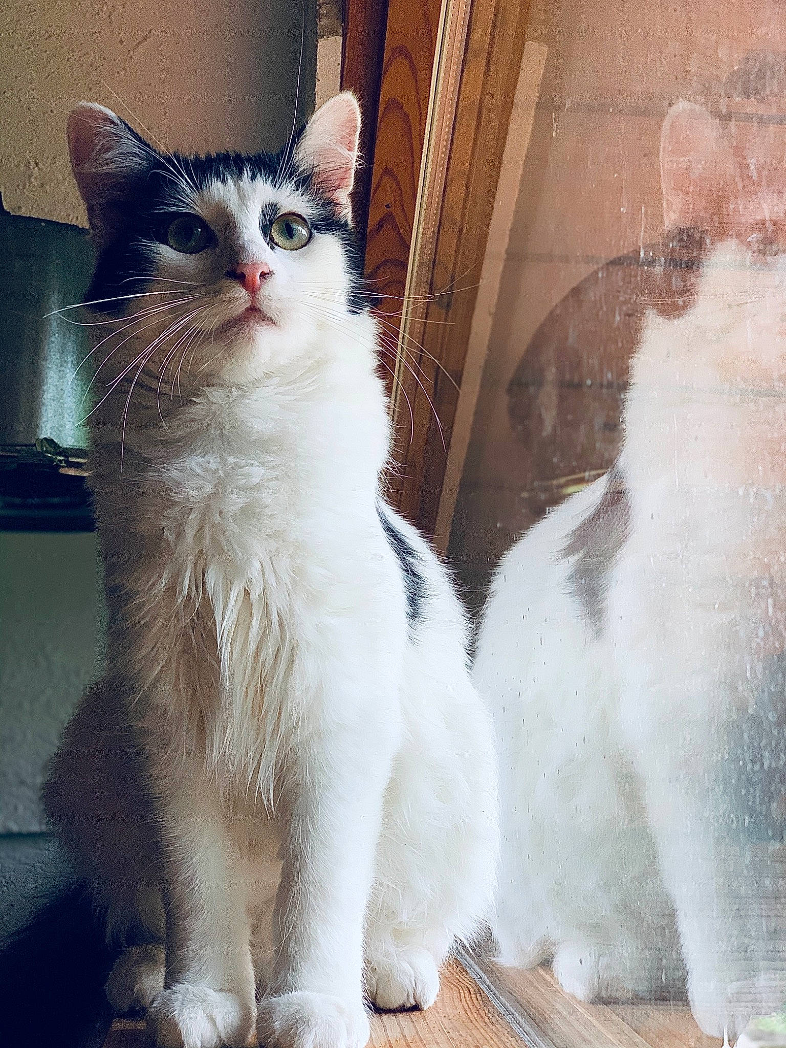 Boubou a rejoint le concours — aidez-le/la à gagner de superbes lots ! aegean_cat, american_wirehair, carnivore, cat, domestic_long_haired_cat, felidae, fur, japanese_bobtail, mammal, norwegian_forest_cat, ojos_azules, polydactyl_cat, ragamuffin, ragdoll, small_to_medium_sized_cats, tail, turkish_angora, turkish_van, vertebrate, whiskers