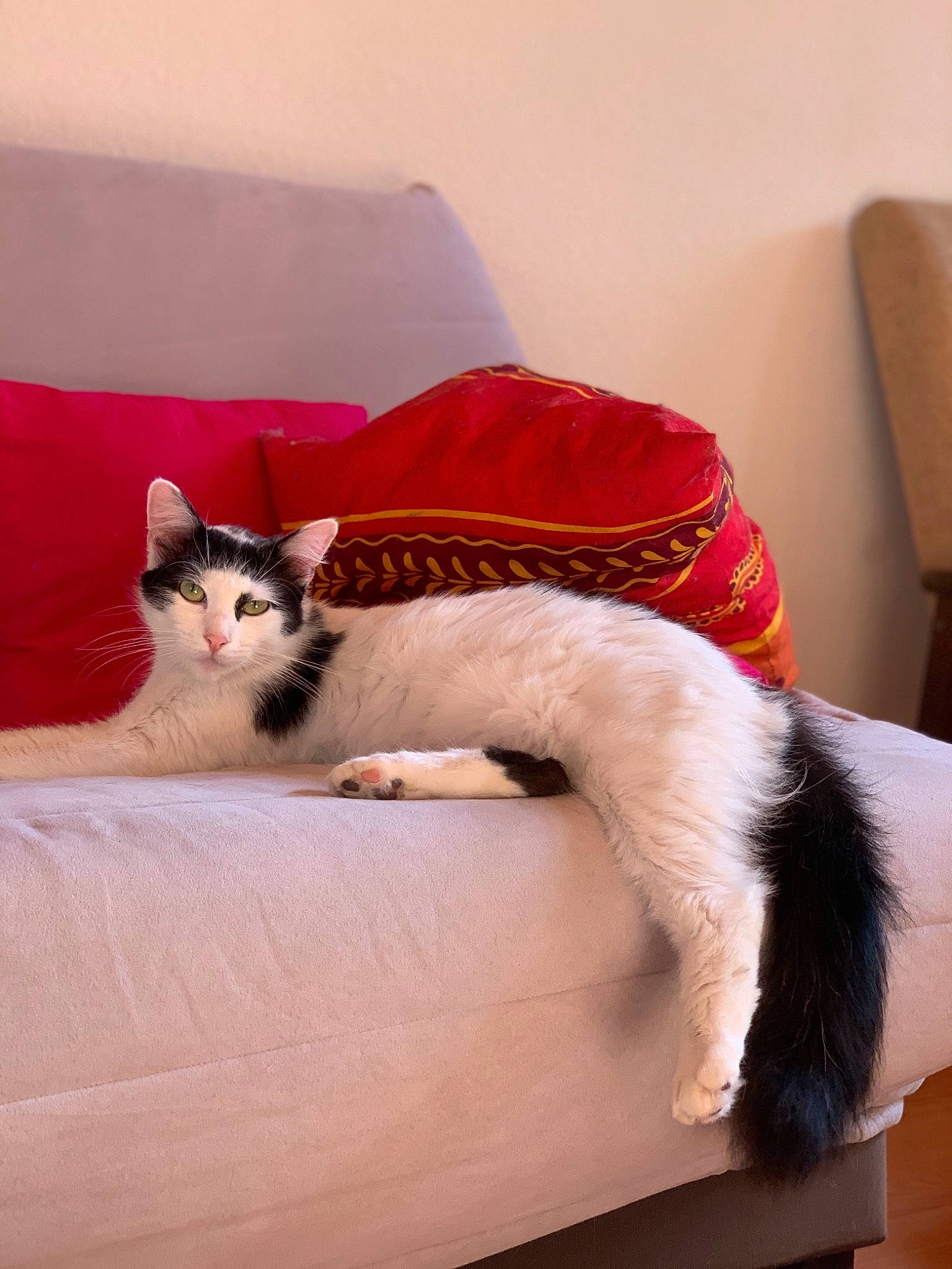 Boubou a rejoint le concours — aidez-le/la à gagner de superbes lots ! carnivore, cat, cat_supply, chair, comfort, couch, domestic_short_haired_cat, felidae, flooring, fur, hardwood, head, living_room, mammal, pet_supply, small_to_medium_sized_cats, tail, vertebrate, whiskers, wood