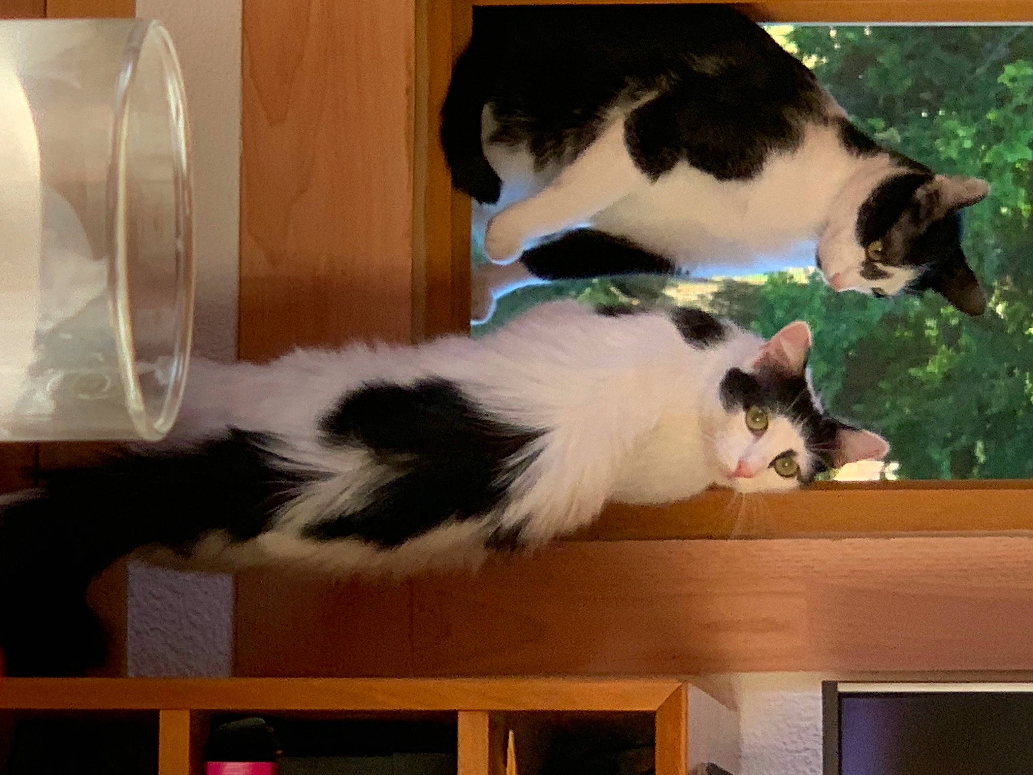 Boubou a rejoint le concours — aidez-le/la à gagner de superbes lots ! bookcase, carnivore, cat, companion_dog, dog_breed, domestic_short_haired_cat, felidae, fur, hardwood, kitchen_utensil, plant, small_to_medium_sized_cats, tail, vertebrate, whiskers, window, wood