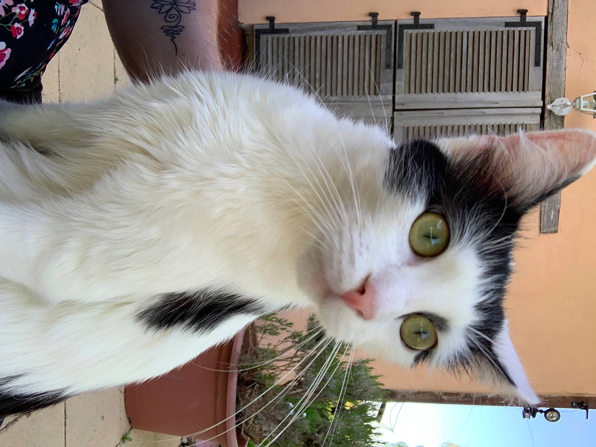 Boubou a rejoint le concours — aidez-le/la à gagner de superbes lots ! carnivore, cat, claw, collar, domestic_short_haired_cat, eye, felidae, fur, mammal, paw, photograph, plant, small_to_medium_sized_cats, snapshot, snout, tail, tree, vertebrate, whiskers