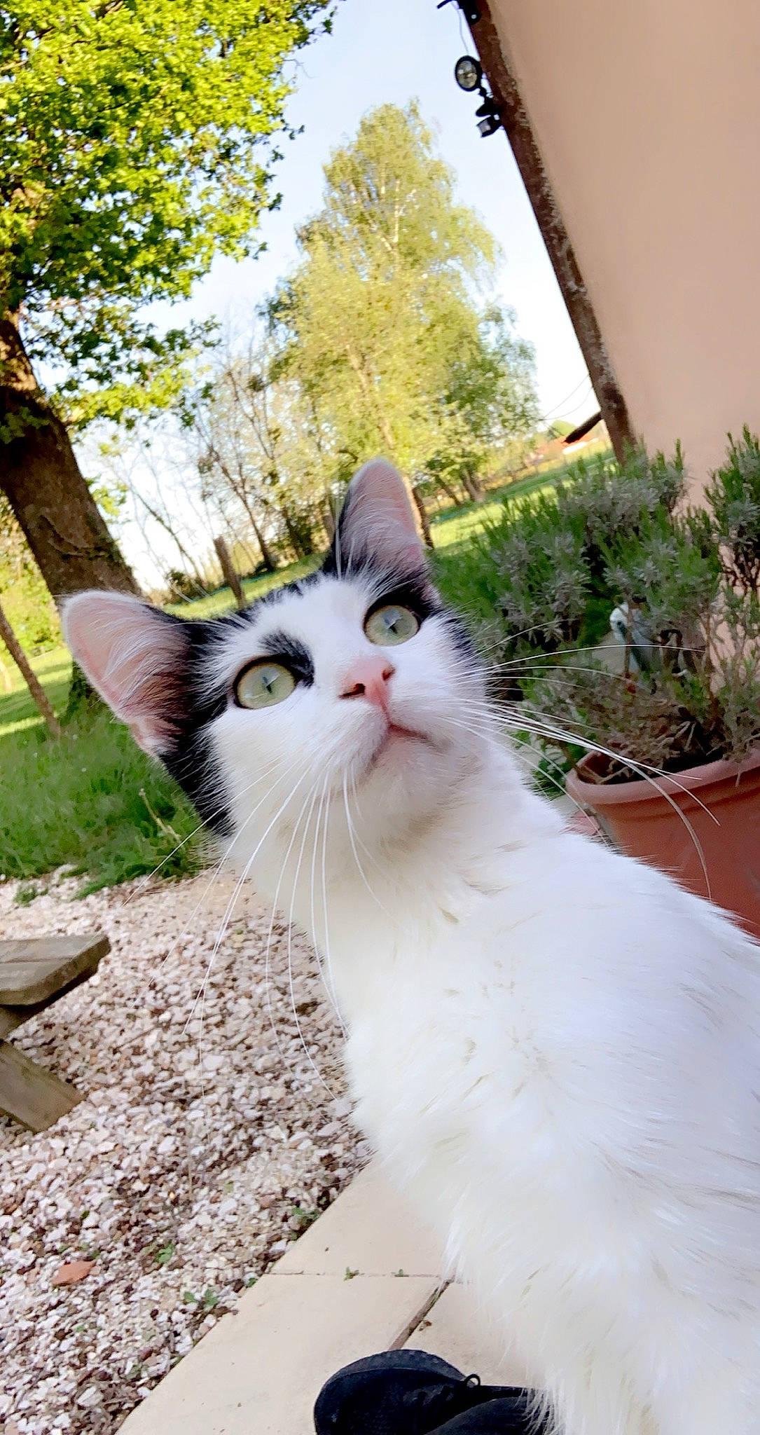 Boubou participe au concours pour gagner de l'argent avec cette photo : carnivore, cat, domestic_short_haired_cat, eye, fawn, felidae, flowerpot, fur, grass, plant, sitting, sky, small_to_medium_sized_cats, snout, tail, terrestrial_animal, tree, whiskers, window, wood