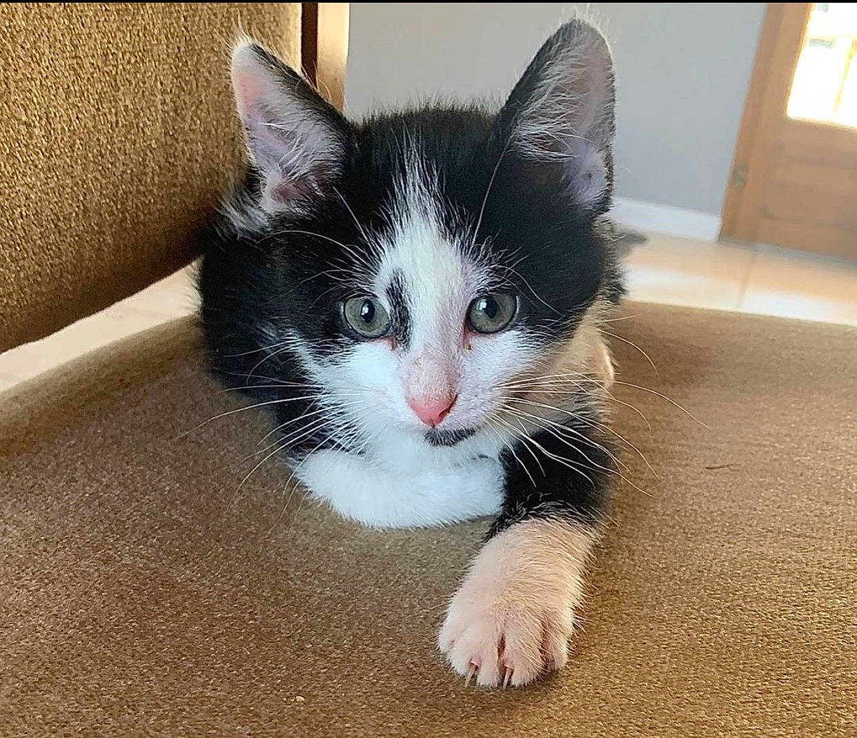 Bébé participe au concours pour gagner de l'argent avec cette photo : black_and_white, carnivore, cat, domestic_short_haired_cat, ear, european_shorthair, eye, felidae, fur, kitten, mammal, nose, polydactyl_cat, small_to_medium_sized_cats, whiskers