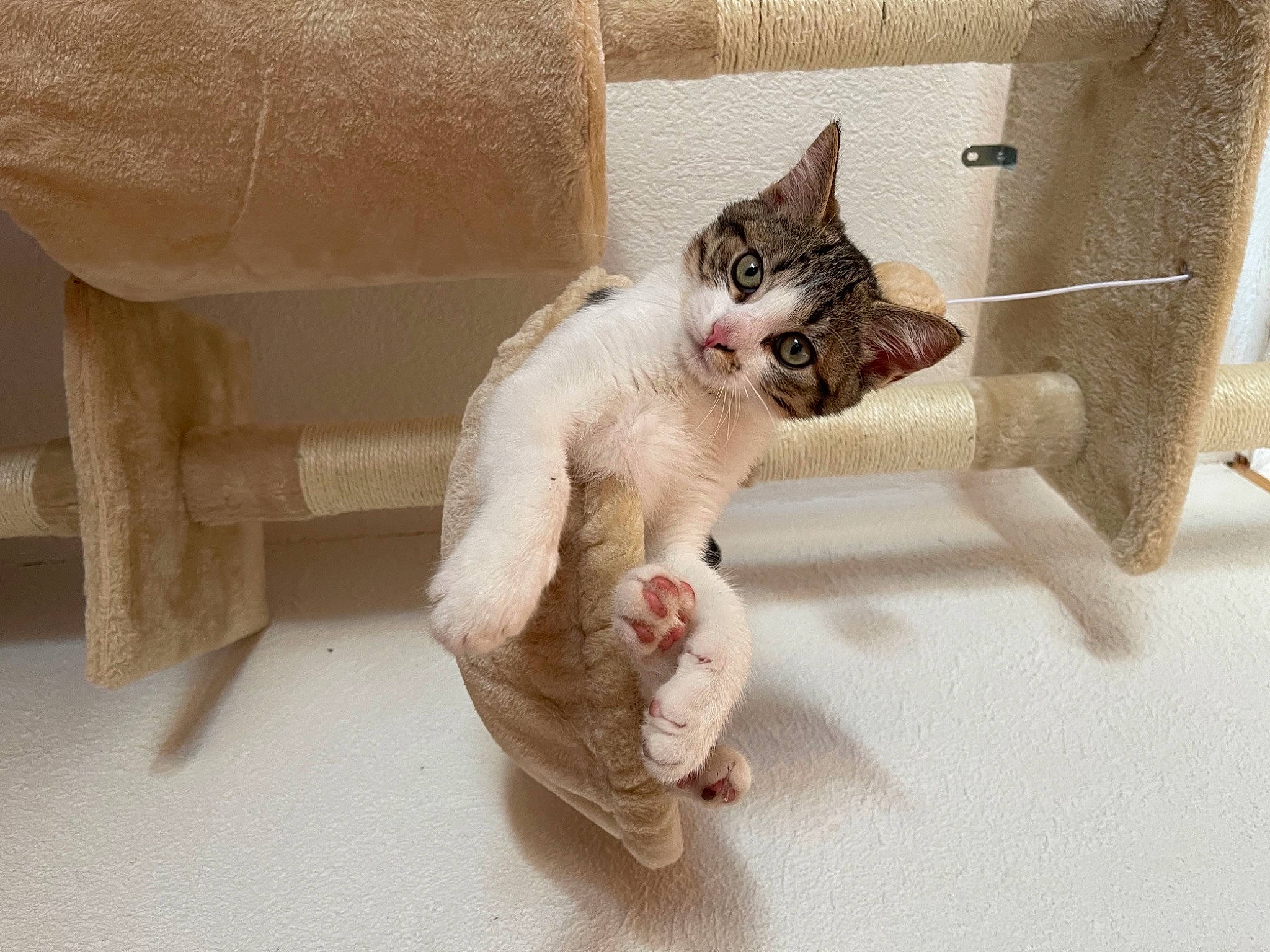 Grizou a rejoint le concours — aidez-le/la à gagner de superbes lots ! animal_shelter, carnivore, cat, cat_supply, claw, comfort, domestic_short_haired_cat, fawn, felidae, flooring, fur, hardwood, paw, pet_supply, room, small_to_medium_sized_cats, snout, tail, whiskers, wood