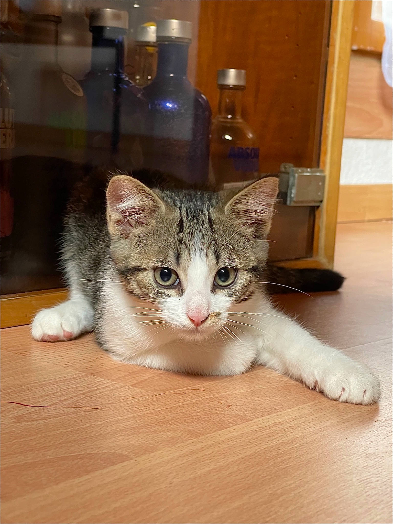 Grizou a rejoint le concours — aidez-le/la à gagner de superbes lots ! bottle, carnivore, cat, cat_supply, comfort, domestic_short_haired_cat, door, fawn, felidae, flooring, fur, hardwood, paw, pet_supply, sitting, small_to_medium_sized_cats, snout, tail, whiskers, wood