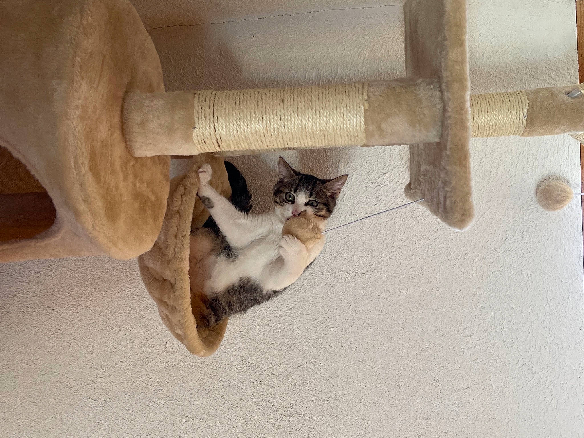 Grizou participe au concours pour gagner de l'argent avec cette photo : automotive_tire, carnivore, cat, column, domestic_short_haired_cat, fawn, felidae, fender, floor, fur, hardwood, pet_supply, plywood, room, small_to_medium_sized_cats, snout, tail, vehicle, whiskers, wood