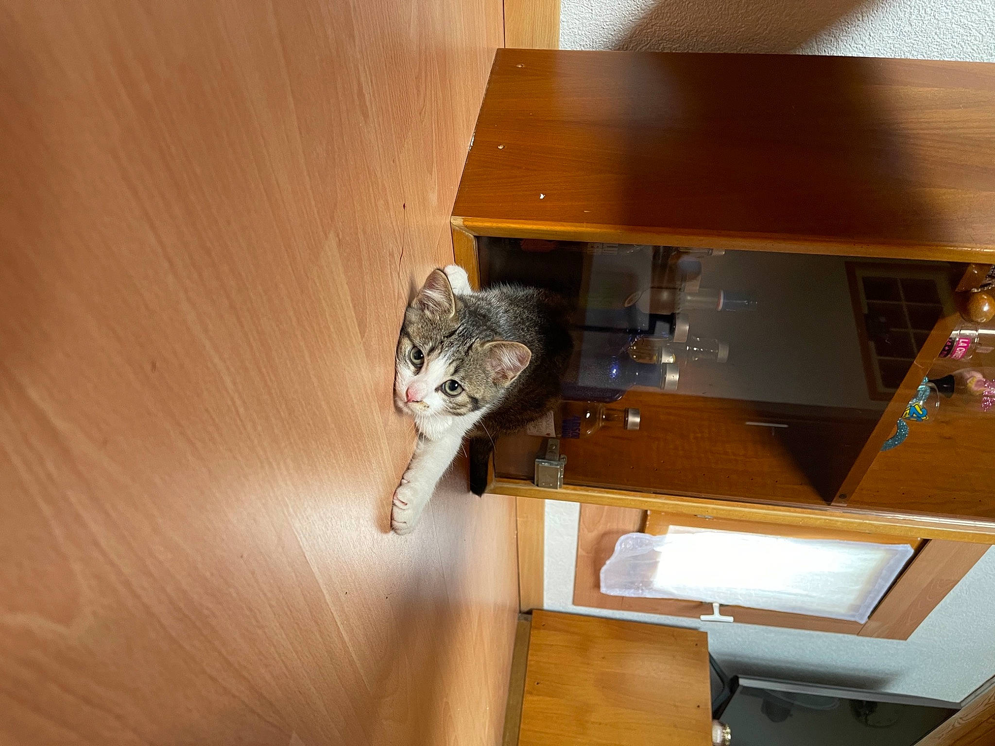 Grizou participe au concours pour gagner de l'argent avec cette photo : bookcase, cabinetry, carnivore, cat, ceiling, drawer, felidae, floor, flooring, hardwood, room, shelf, shelving, small_to_medium_sized_cats, stairs, tail, whiskers, window, wood, wood_stain