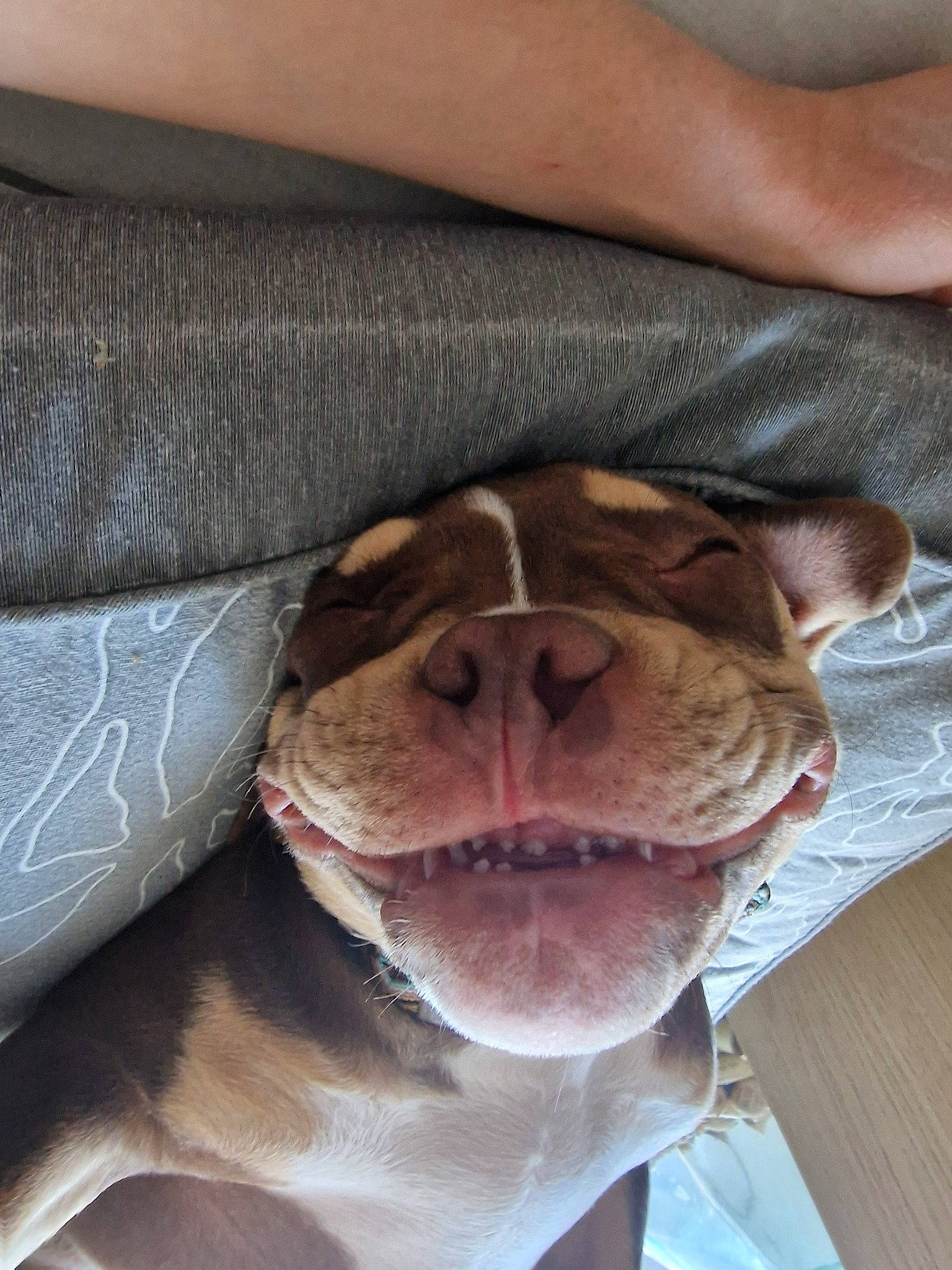 Evoli a rejoint le concours — aidez-le/la à gagner de superbes lots ! canidae, carnivore, collar, comfort, companion_dog, dog, dog_breed, ear, fawn, fur, jaw, liver, nose, paw, snout, sporting_group, whiskers, working_animal, wrinkle, yawn