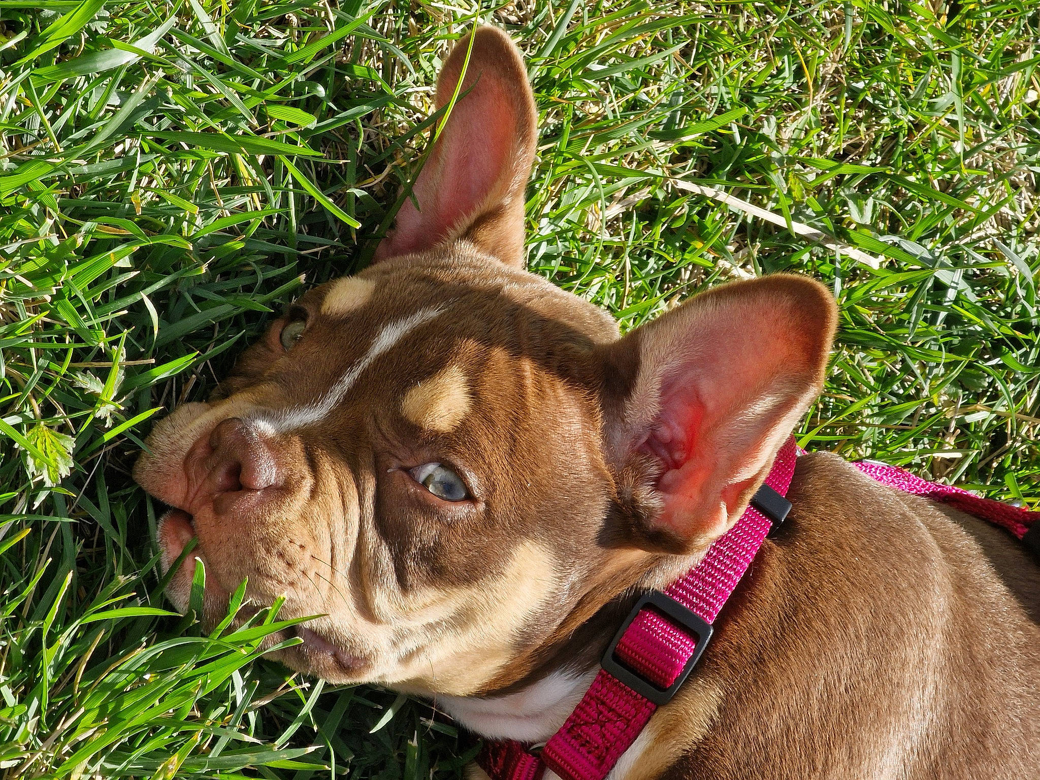 Evoli participe au concours pour gagner de l'argent avec cette photo : bulldog, carnivore, collar, companion_dog, dog, dog_breed, dog_collar, ear, eye, fawn, grass, head, liver, plant, snout, sporting_group, terrestrial_animal, whiskers, working_animal, wrinkle