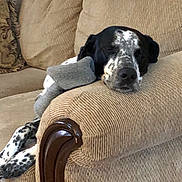 Polka is registered to the contest to win money with this photo: animal, armrest, beige, canine, comfort, couch, cozy, dog, domestic, furniture, home, indoor, paw, pet, quiet, relaxed, resting, sleeping, sock, spotted