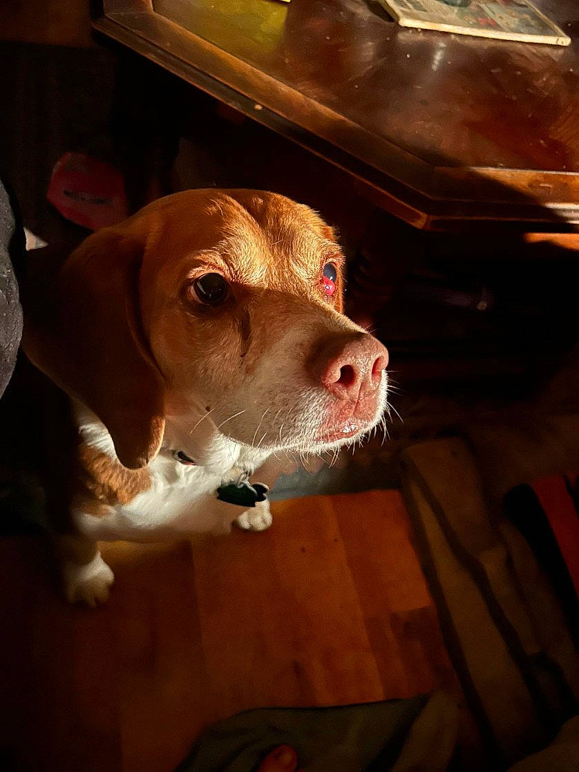 Bo is registered to the contest to win money with this photo: automotive_lighting, canidae, carnivore, companion_dog, dog, dog_breed, fawn, flooring, hardwood, hunting_dog, liver, non_sporting_group, pet_supply, snout, sporting_group, whiskers, wood, working_animal