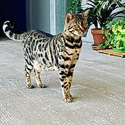 Terra participe au concours pour gagner de l'argent avec cette photo : animal, cat, cookware, egyptiancat, herbal, herbs, jar, kitten, leaf, manx, ocelot, pet, plant, planter, pot, pottedplant, pottery, soil, tree, vase