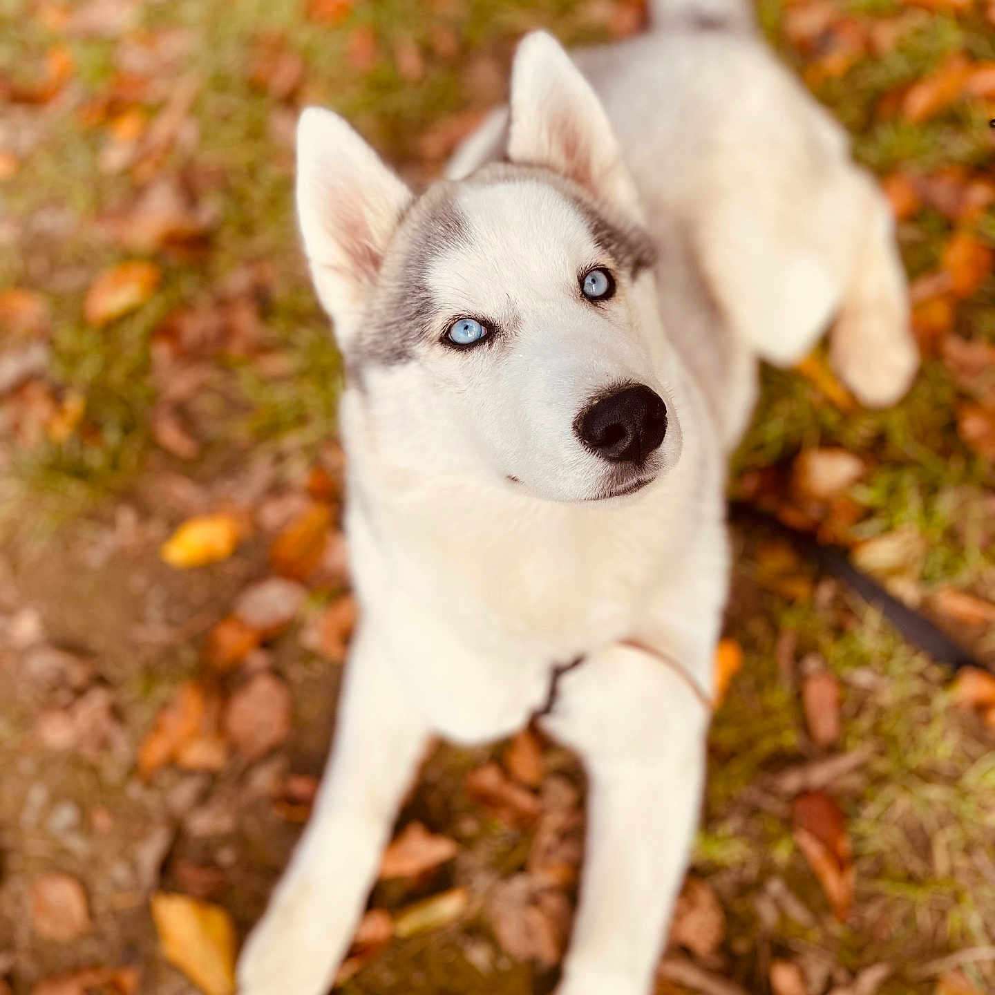 Vanya