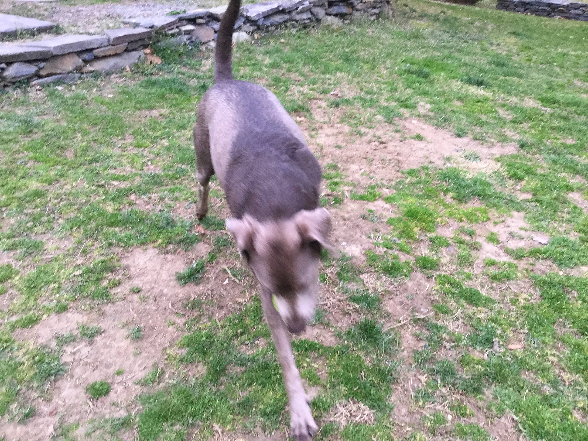 Gracie joined the competition — help win amazing prizes! canidae, dog_breed, grass, mammal, snout, tail