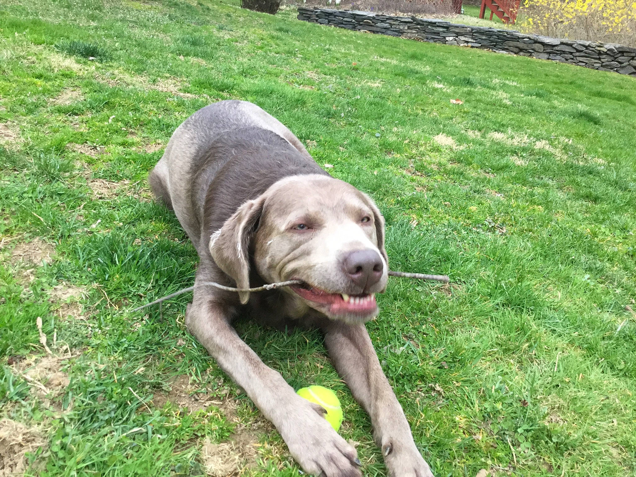 Gracie joined the competition — help win amazing prizes! canidae, carnivore, dog, dog_breed, fawn, grass, hunting_dog, mammal, pointer, pointing_breed, sporting_group, vertebrate, weimaraner