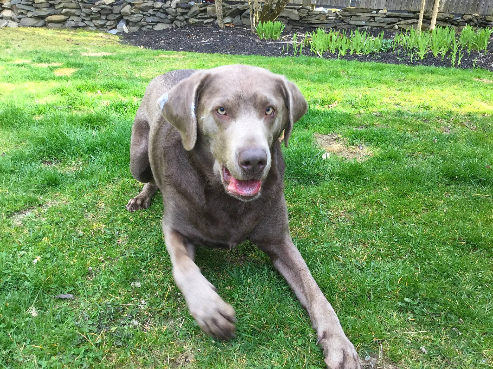 Gracie is registered to the contest to win money with this photo: beagador, blue_lacy, canidae, carnivore, chesapeake_bay_retriever, dog, dog_breed, fawn, grass, hunting_dog, labrador_retriever, liver, mammal, pointing_breed, retriever, snout, sporting_group, vertebrate, weimaraner