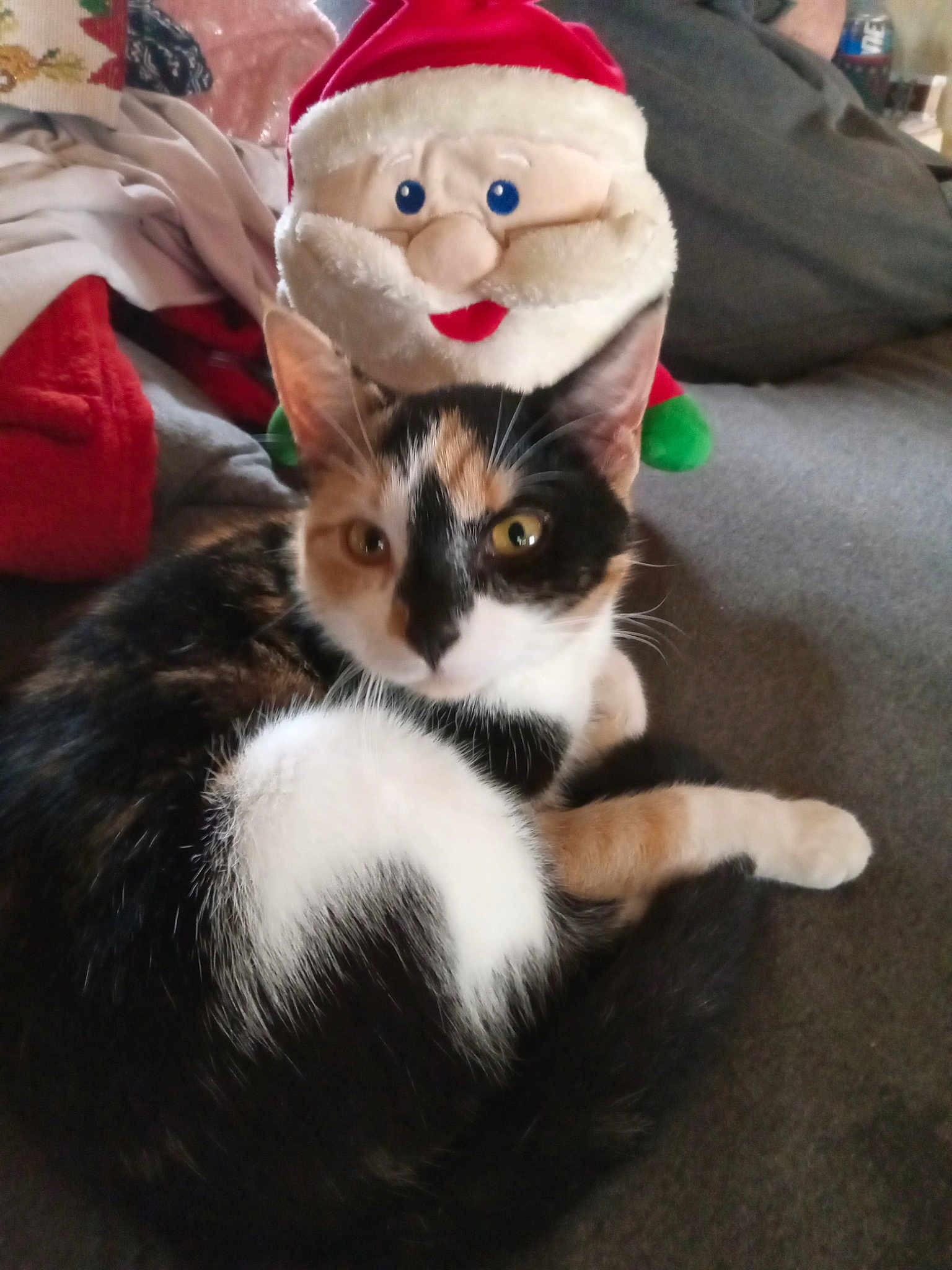 Miss Patches