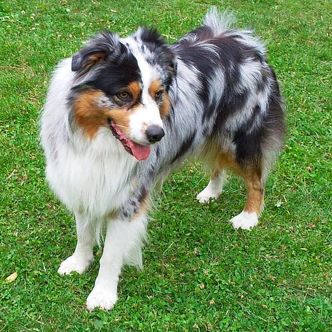 Filou a rejoint le concours — aidez-le/la à gagner de superbes lots ! australian_collie, canidae, carnivore, collie, companion_dog, dog, dog_breed, fur, grass, herding_dog, rough_collie, sporting_group, tail, terrestrial_animal, working_dog