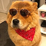 Django a rejoint le concours — aidez-le/la à gagner de superbes lots ! dog, sunglasses, bandana, indoor, pet, fluffy, brown_fur, tile_floor, cool, portrait, sitting, accessory, canine, household, furniture, carpet, red, cute, animal, fashion