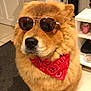 dog, sunglasses, bandana, indoor, pet, fluffy, brown_fur, tile_floor, cool, portrait, sitting, accessory, canine, household, furniture, carpet, red, cute, animal, fashion