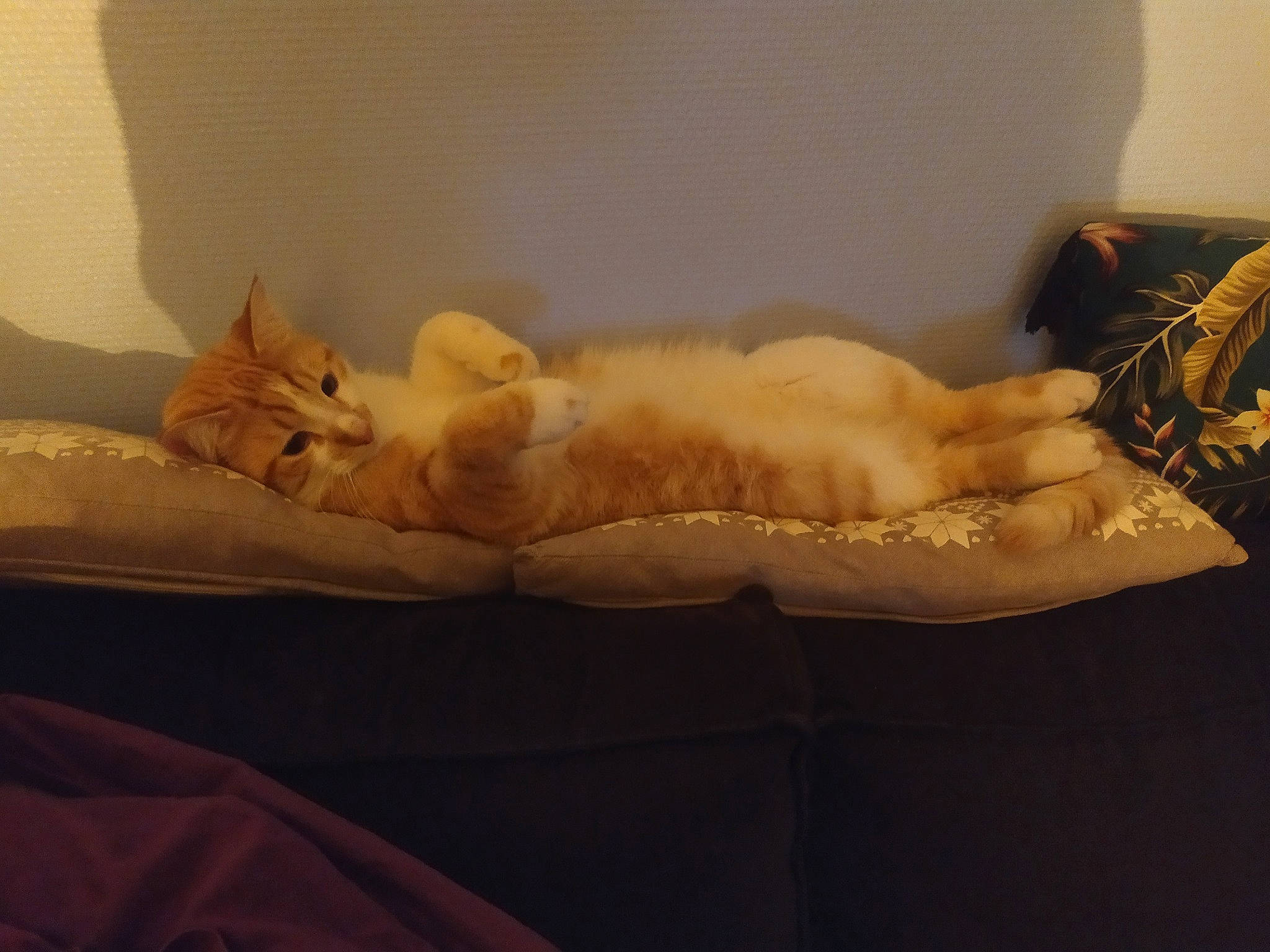 Minôs participe au concours pour gagner de l'argent avec cette photo : bed, bed_sheet, bedding, bedroom, carnivore, cat, cat_bed, comfort, domestic_short_haired_cat, fawn, felidae, fur, hardwood, linens, nap, paw, small_to_medium_sized_cats, tail, whiskers, wood