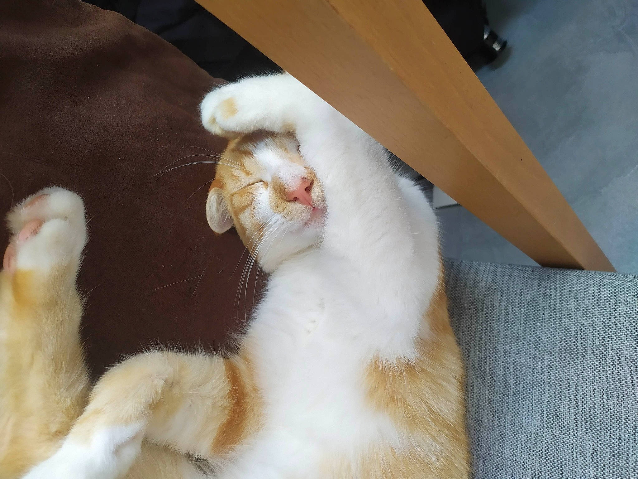 Minôs a rejoint le concours — aidez-le/la à gagner de superbes lots ! box, carnivore, cat, claw, comfort, domestic_short_haired_cat, fang, fawn, felidae, fur, hardwood, kitchen_utensil, paw, pet_supply, small_to_medium_sized_cats, tail, tool, whiskers, wood