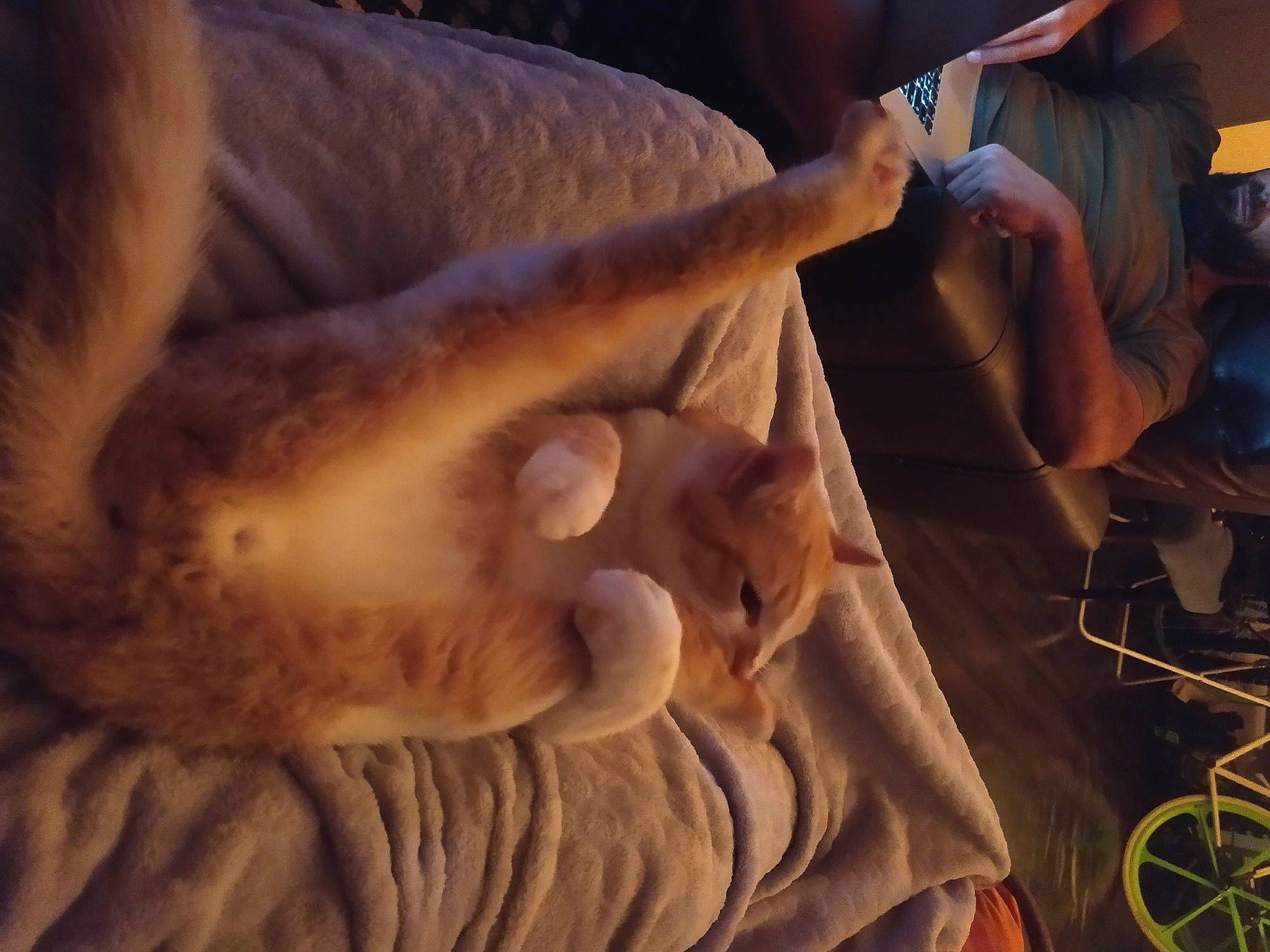 Minôs participe au concours pour gagner de l'argent avec cette photo : abdomen, carnivore, cat, child, comfort, companion_dog, dog_breed, fawn, felidae, fun, fur, gesture, human_leg, nail, paw, small_to_medium_sized_cats, snout, tail, whiskers, wood