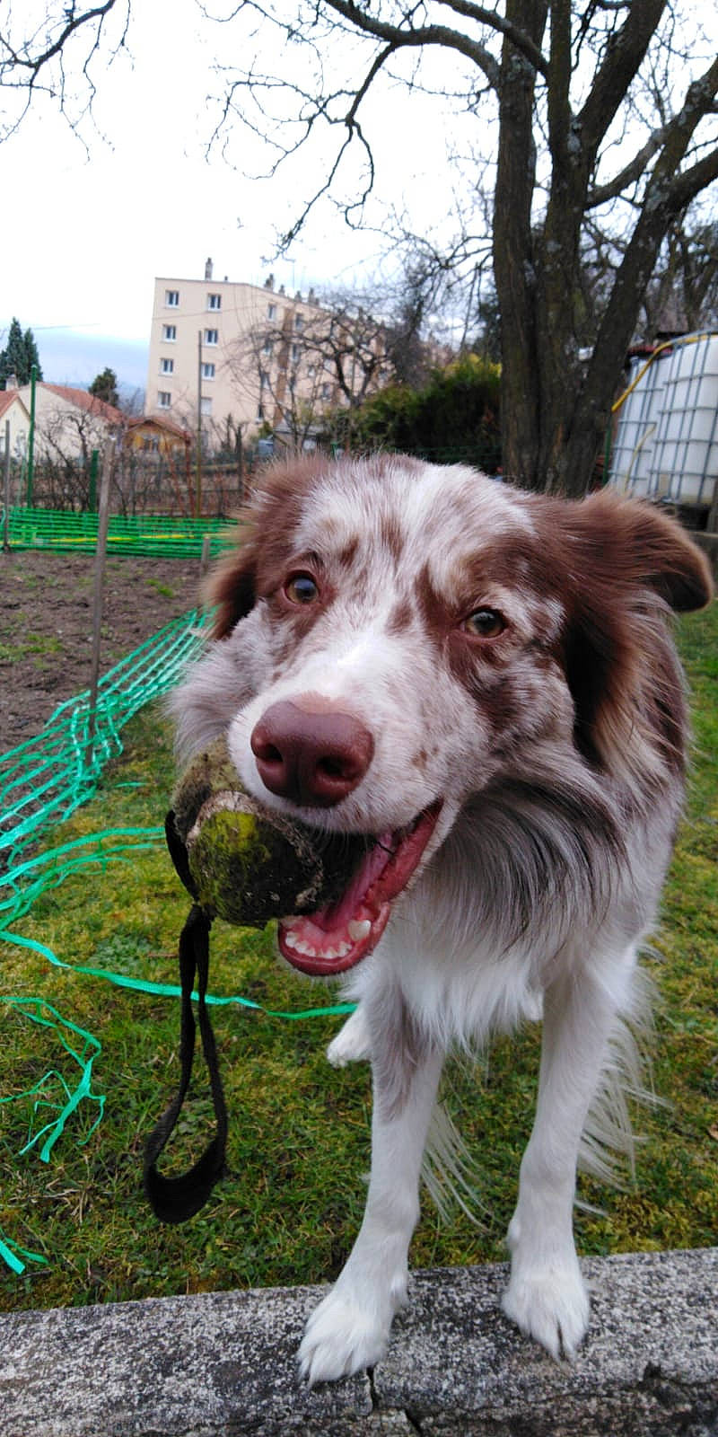 Nashoba participe au concours pour gagner de l'argent avec cette photo : australian_shepherd, border_collie, building, carnivore, companion_dog, dog, dog_breed, eye, fur, grass, gun_dog, liver, plant, sky, snout, sporting_group, terrestrial_animal, tree, whiskers, working_dog