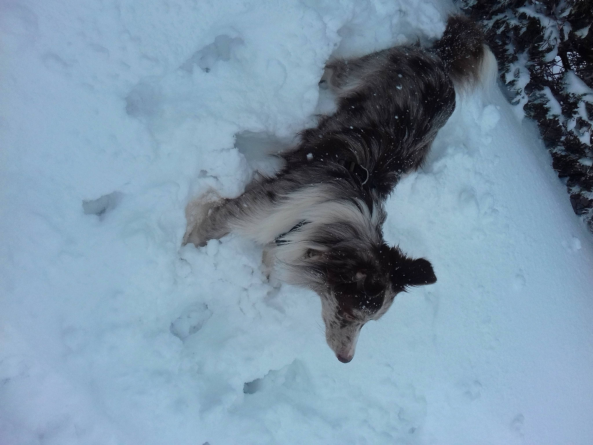 Nashoba participe au concours pour gagner de l'argent avec cette photo : arctic, canidae, dog, dog_breed, freezing, fur, glacial_landform, ice_cap, slope, snow, snow_angel, sporting_group, tail, winter, winter_storm