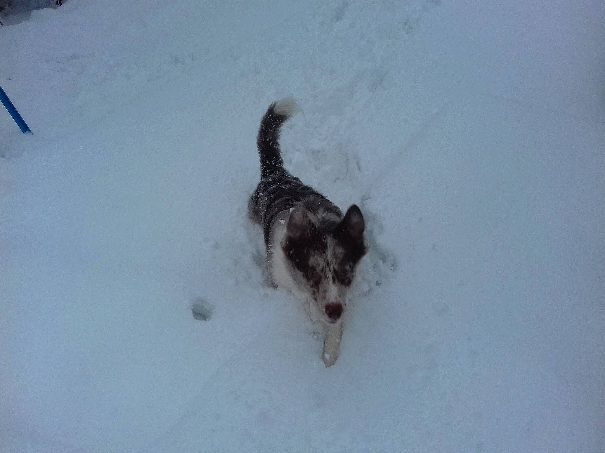 Nashoba a rejoint le concours — aidez-le/la à gagner de superbes lots ! canidae, carnivore, dog, dog_breed, felidae, freezing, fur, herding_dog, paw, recreation, small_to_medium_sized_cats, snow, sporting_group, tail, whiskers, winter, working_dog