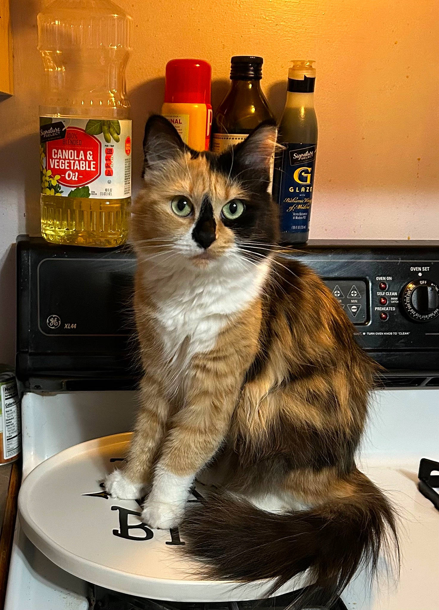 Cici joined the competition — help win amazing prizes! bottle, box, carnivore, cat, cat_supply, domestic_short_haired_cat, drawer, drink, felidae, fur, home_appliance, kitchen_appliance, paw, pet_supply, refrigerator, shelf, shelving, small_to_medium_sized_cats, tail, whiskers