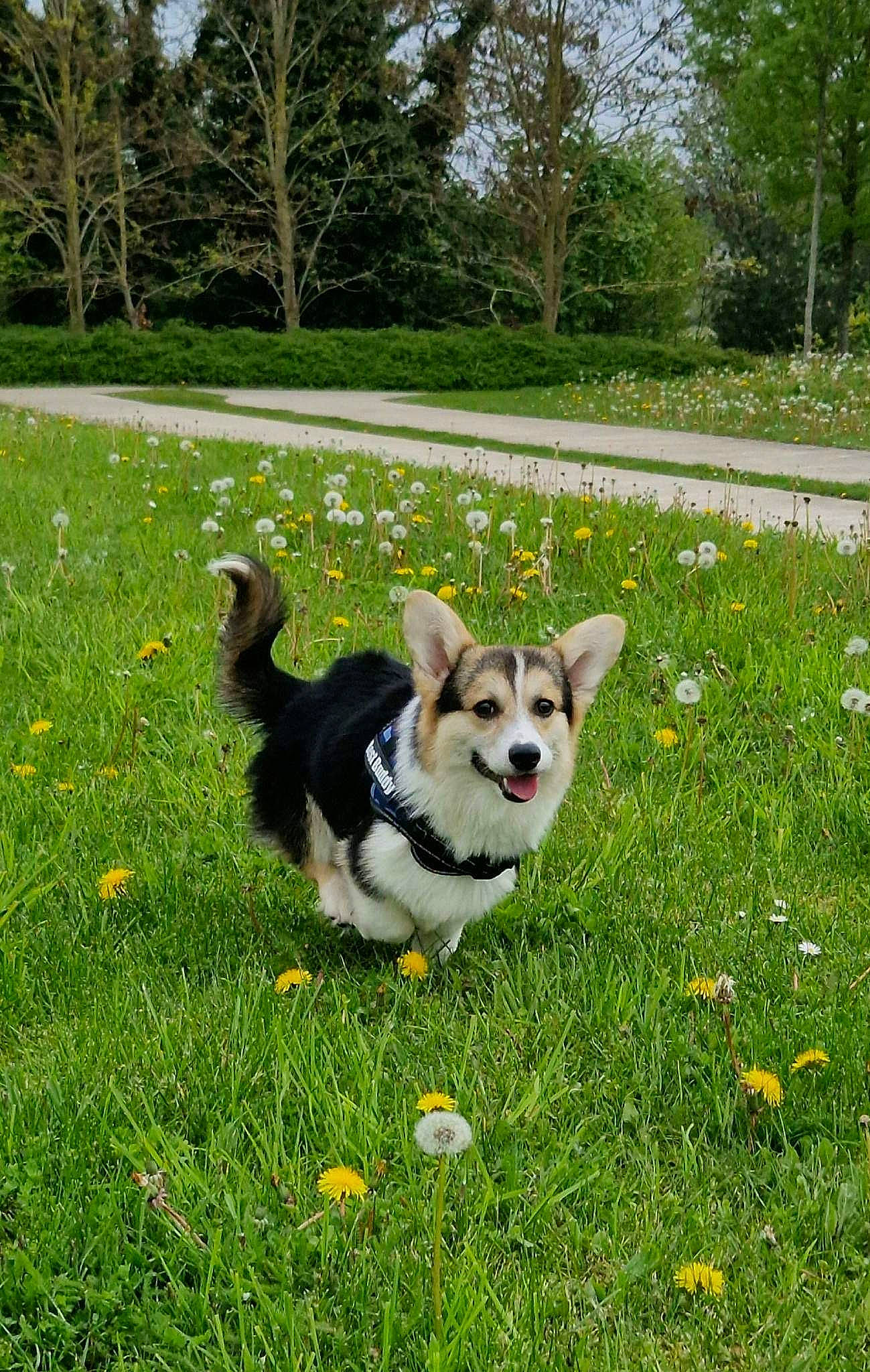 Jack a rejoint le concours — aidez-le/la à gagner de superbes lots ! canidae, carnivore, companion_dog, dog, dog_breed, fawn, flower, grass, grassland, lawn, leash, plant, snout, sporting_group, spring, tail, toy, toy_dog, tree, working_animal