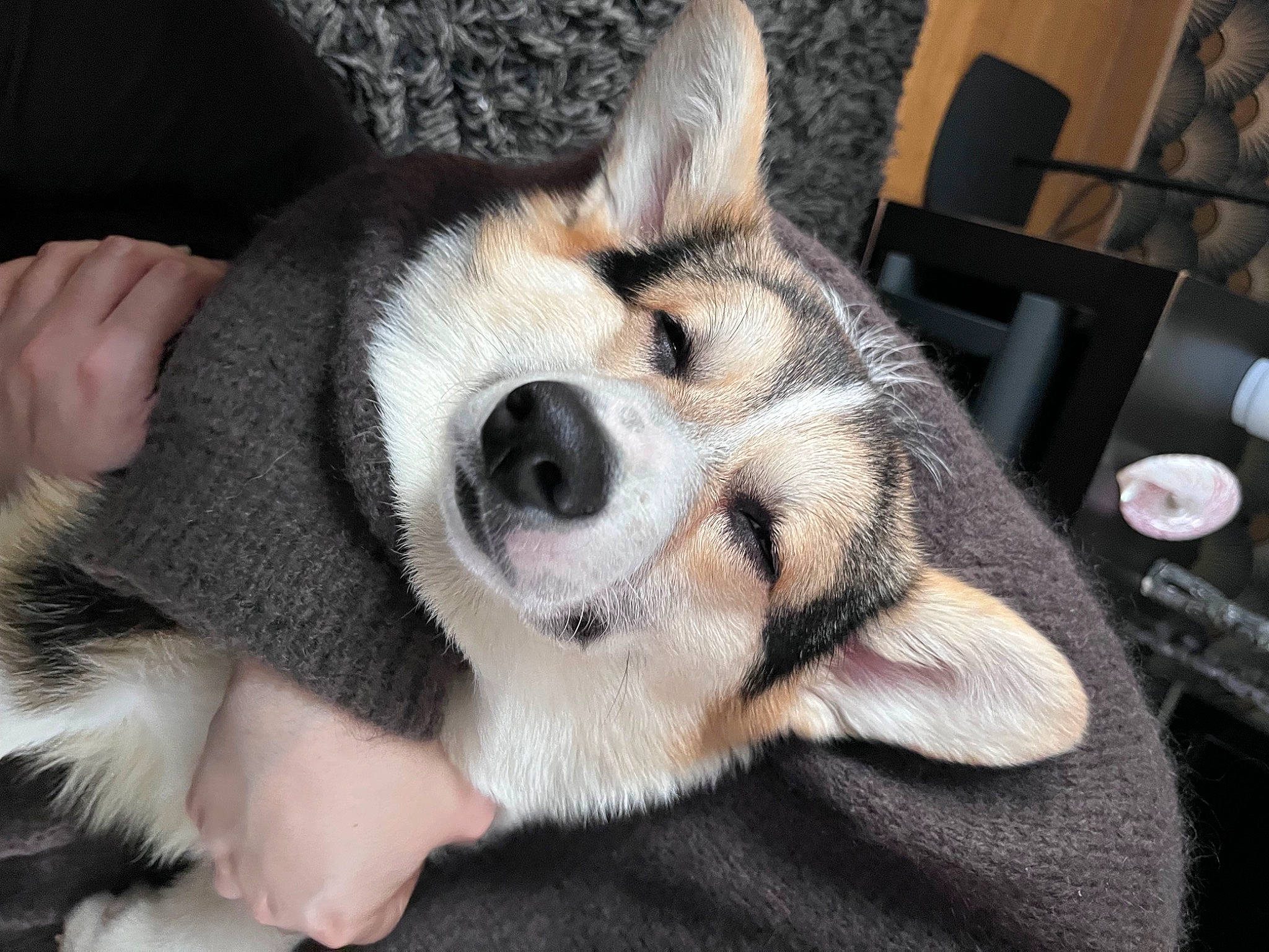 Jack a rejoint le concours — aidez-le/la à gagner de superbes lots ! ancient_dog_breeds, canidae, canis, carnivore, chair, claw, comfort, companion_dog, dog, dog_breed, foot, fur, non_sporting_group, paw, sporting_group, terrestrial_animal, whiskers, working_dog