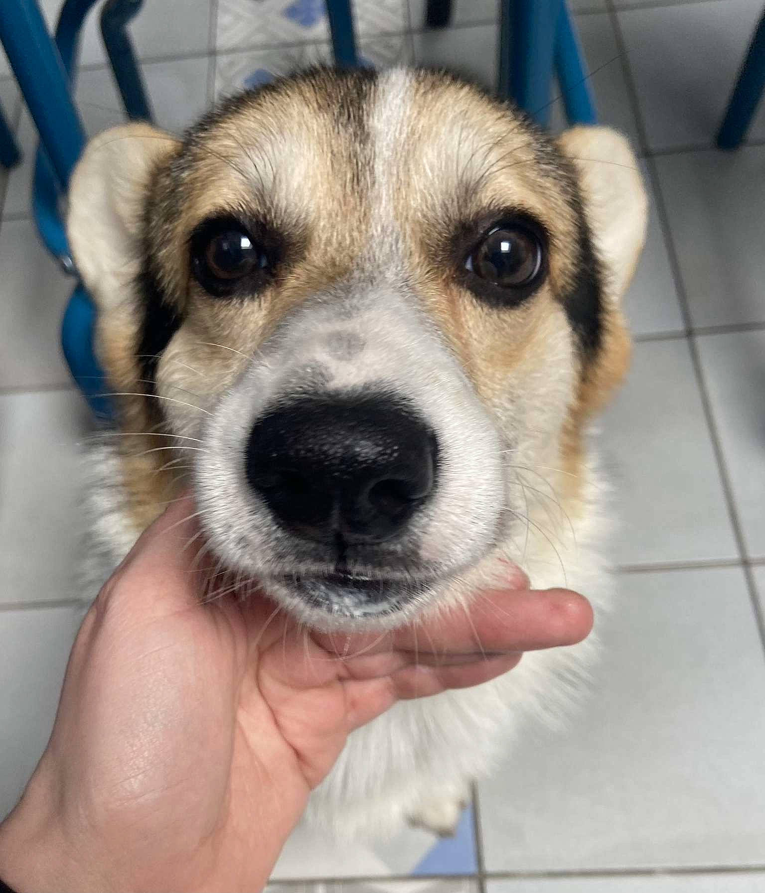 Jack participe au concours pour gagner de l'argent avec cette photo : ancient_dog_breeds, canidae, carnivore, companion_dog, dog, dog_breed, flooring, fur, nail, paw, street_dog, terrestrial_animal, tile_flooring, whiskers, working_animal, working_dog