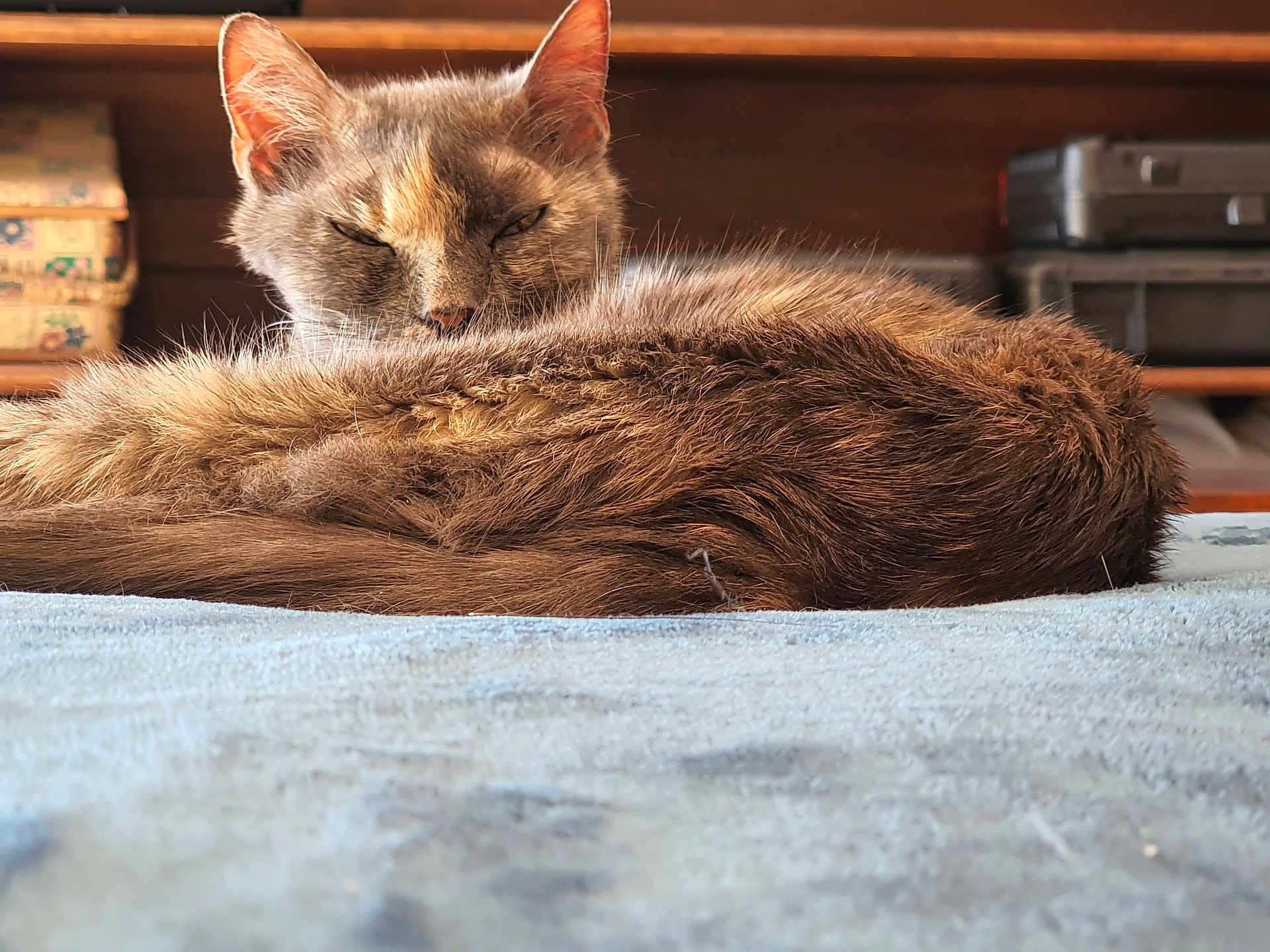 Luna participe au concours pour gagner de l'argent avec cette photo : animal, bed, blanket, cat, closeup, cozy, cute, ears, feline, fur, home, indoor, nap, pet, relaxing, resting, sleeping, soft, tail, whiskers